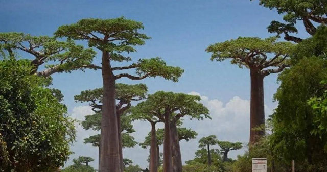 Tại sao cây bao báp là "báu vật của châu Phi" nhưng khi du nhập vào Trung Quốc lại trở thành "phế phẩm"?