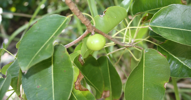 Loài cây độc nhất thế giới