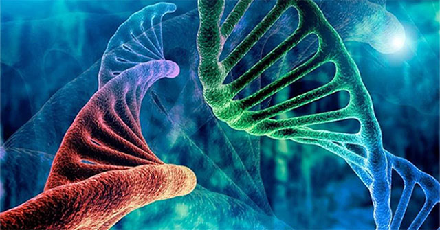 Bộ gene của chúng ta đầy "DNA rác, tại sao không xóa đi?