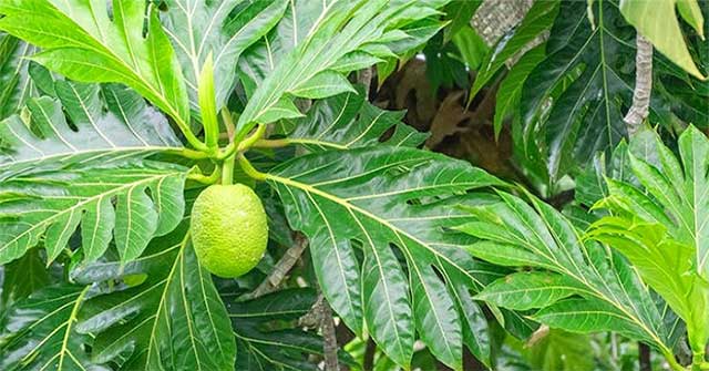 Loại lá là "dược liệu vàng" giúp hạ đường huyết, thanh lọc thận, đào thải axit uric, ngừa cả bệnh tim