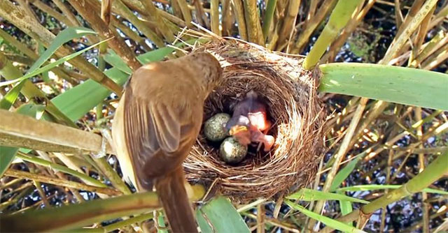 Chim tu hú - Bà mẹ bạc tình và đứa con sát thủ