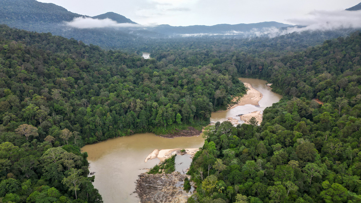 Khám phá rừng mưa nhiệt đới lâu đời ở Malaysia