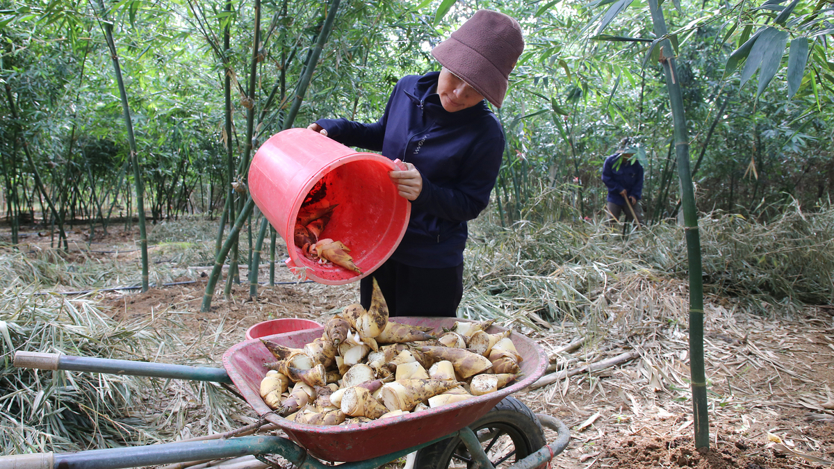Trồng tre lục trúc, thu nửa tỷ đồng mỗi hecta