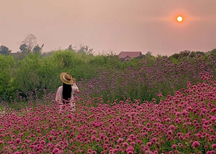 Những loài hoa mùa hè ở Mộc Châu đẹp ngọt ngào, tô màu cho cảnh sắc thêm thơ