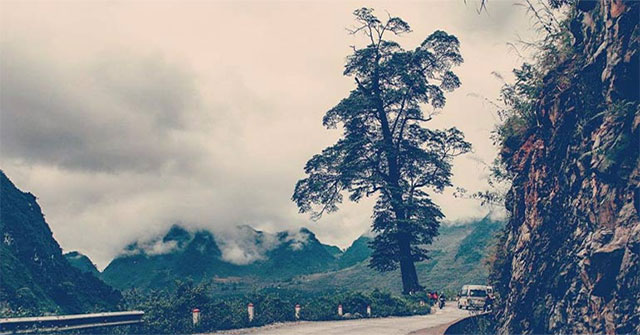 "Cây cô đơn" đẹp nhất ở Việt Nam: Có tuổi đời hàng thế kỷ, thân cây rộng 5 người ôm không hết