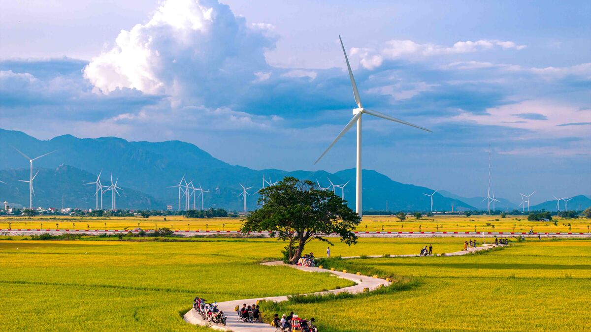 Săn mùa vàng ở cánh đồng điện gió Phan Rang
