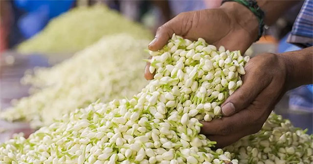Loài hoa phổ biến ở Việt Nam, sang nước ngoài là "ngọc trắng", tinh chất có giá 100 triệu đồng/lít