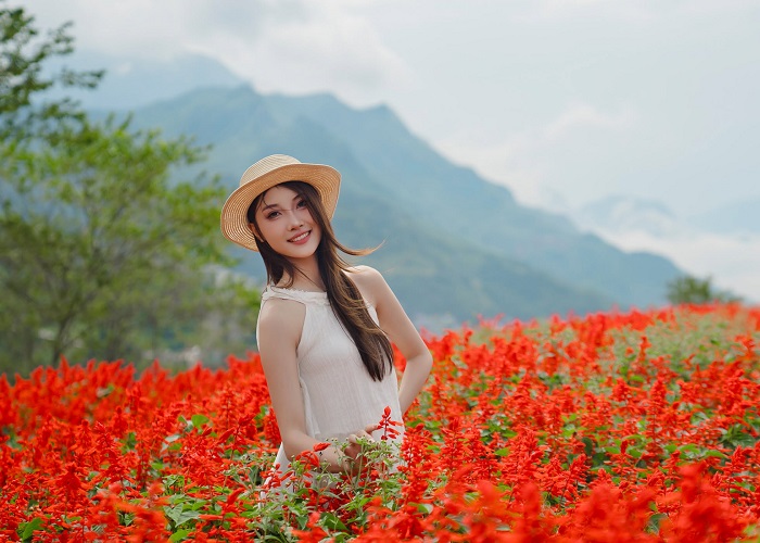 Mùa hoa xác pháo Fansipan đang nở rộ - Note ngay kinh nghiệm ngắm hoa