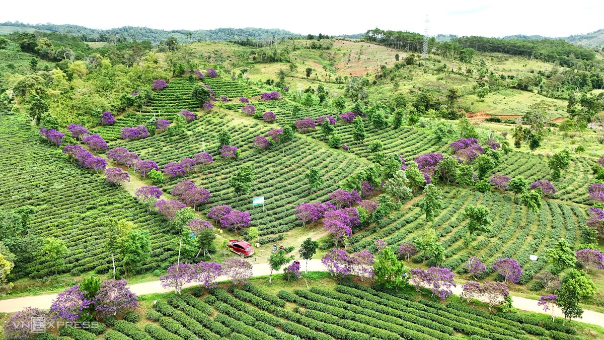 Hai đồi hoa mua tím hút khách ở Măng Đen
