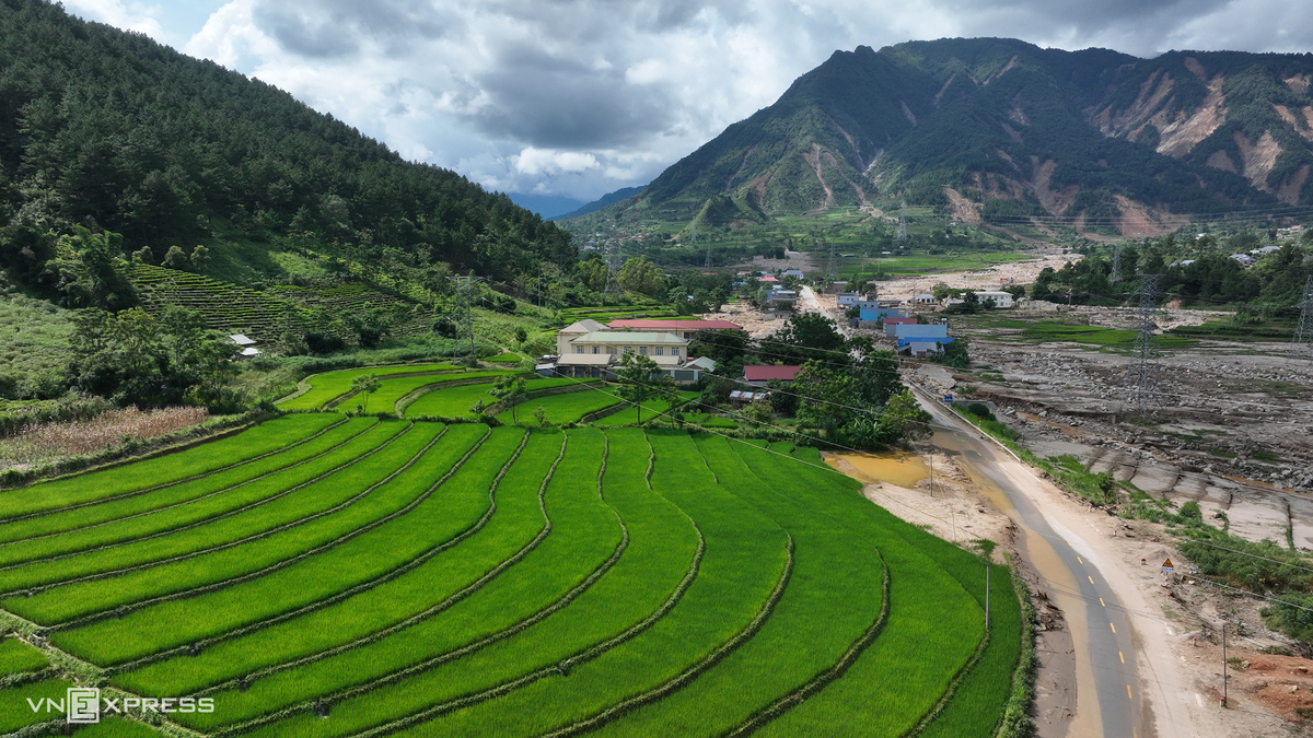Lúa phủ xanh cánh đồng Mường Than sau lũ dữ