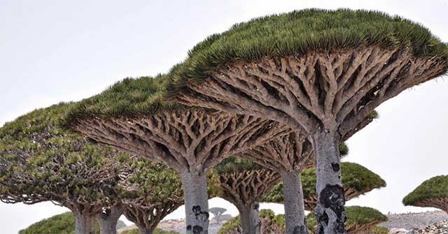 Khám phá đảo Socotra - Nơi có cây độc đáo bậc nhất hành tinh