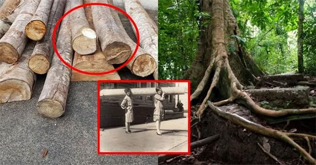 Loại gỗ nhẹ nhất thế giới được dùng làm bộ phận của máy bay
