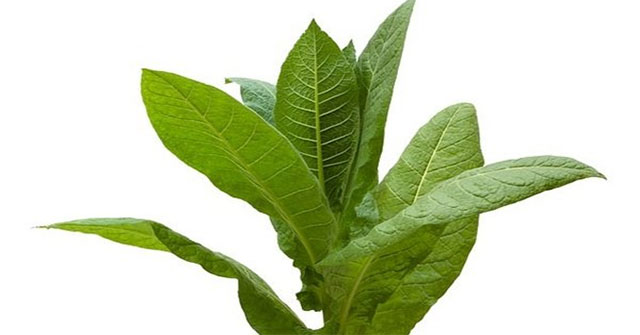Cây biết đau khi bị cắt và rên rỉ khi không được tưới nước