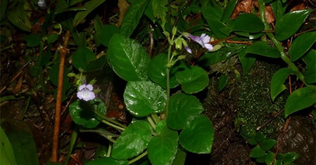 Mê mẩn ngắm loài hoa tuyệt đẹp cả thế giới chỉ Việt Nam mới có, nằm trong Sách đỏ, cần được bảo vệ
