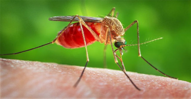 Quá trình hút máu của muỗi đáng sợ thế nào?