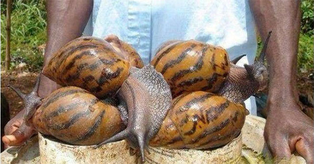 Top 5 loài động vật khổng lồ có thể bạn sẽ không tin là chúng tồn tại