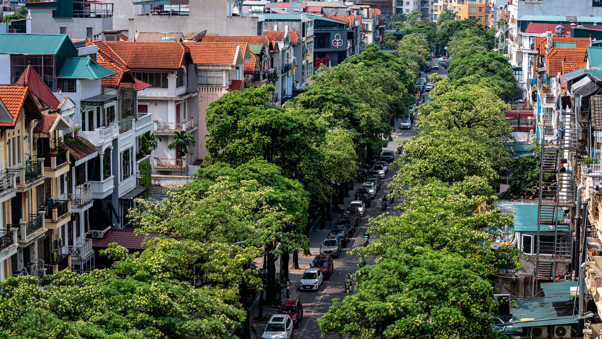 Hoa sữa nở rộ khắp phố phường Hà Nội