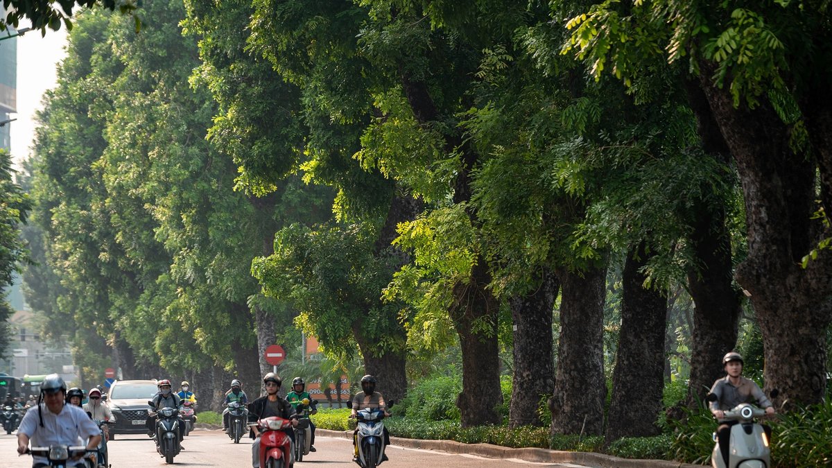 Những hàng cổ thụ giữa lòng Hà Nội